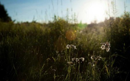 Crafting a Captivating Brand Voice: A Comparison for...