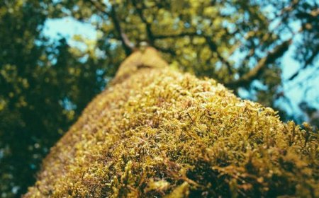 Unlocking Evergreen Content: 7 Proven Ideas for...