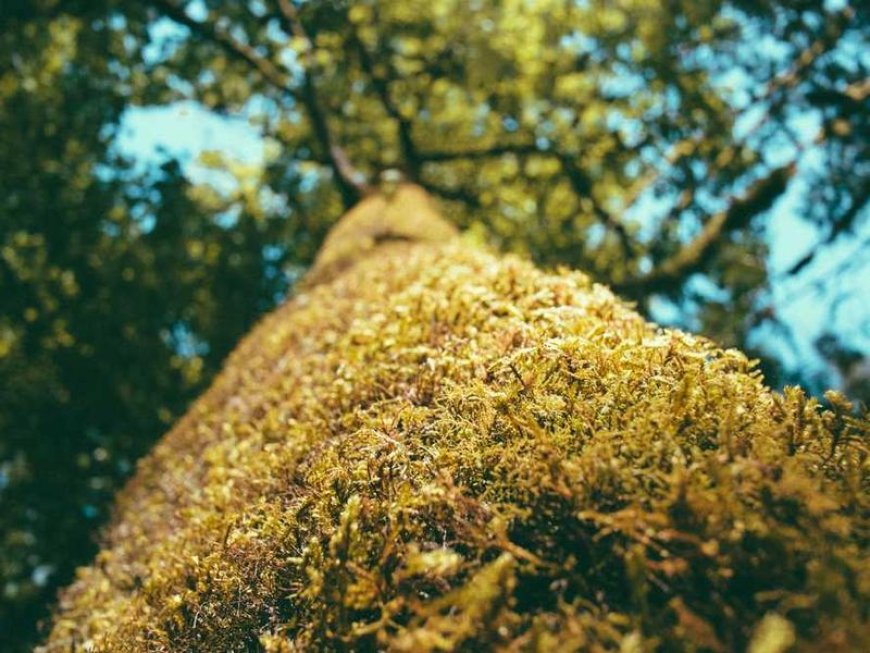Unlocking the Power of Simplicity: Building a Neural...